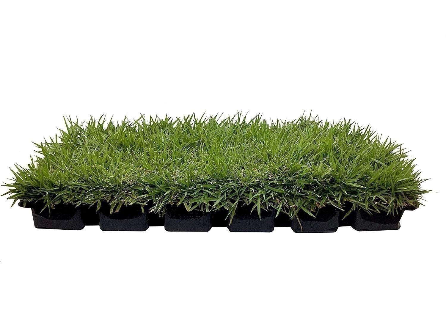 Zoysia | Sod Plugs | Zoysia japonica | Low Maintenance | Hardy | Landscape Plant