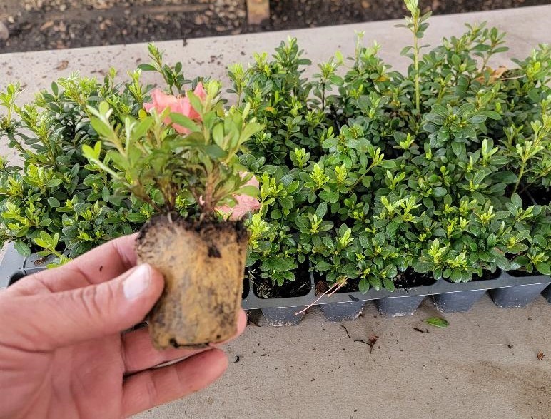 ( 1 ) – Pink Gumpo Dwarf Azalea – Starter Plant ( 4m ) ( 1 live plant )