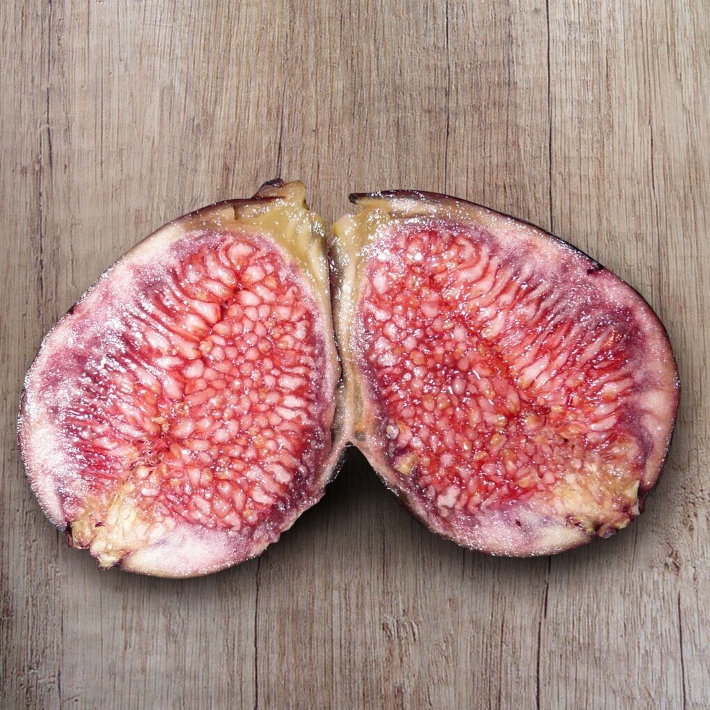 BEER’S BLACK DWARF FIG TREE – DWARF FIG PLANT – SELF FERTILE