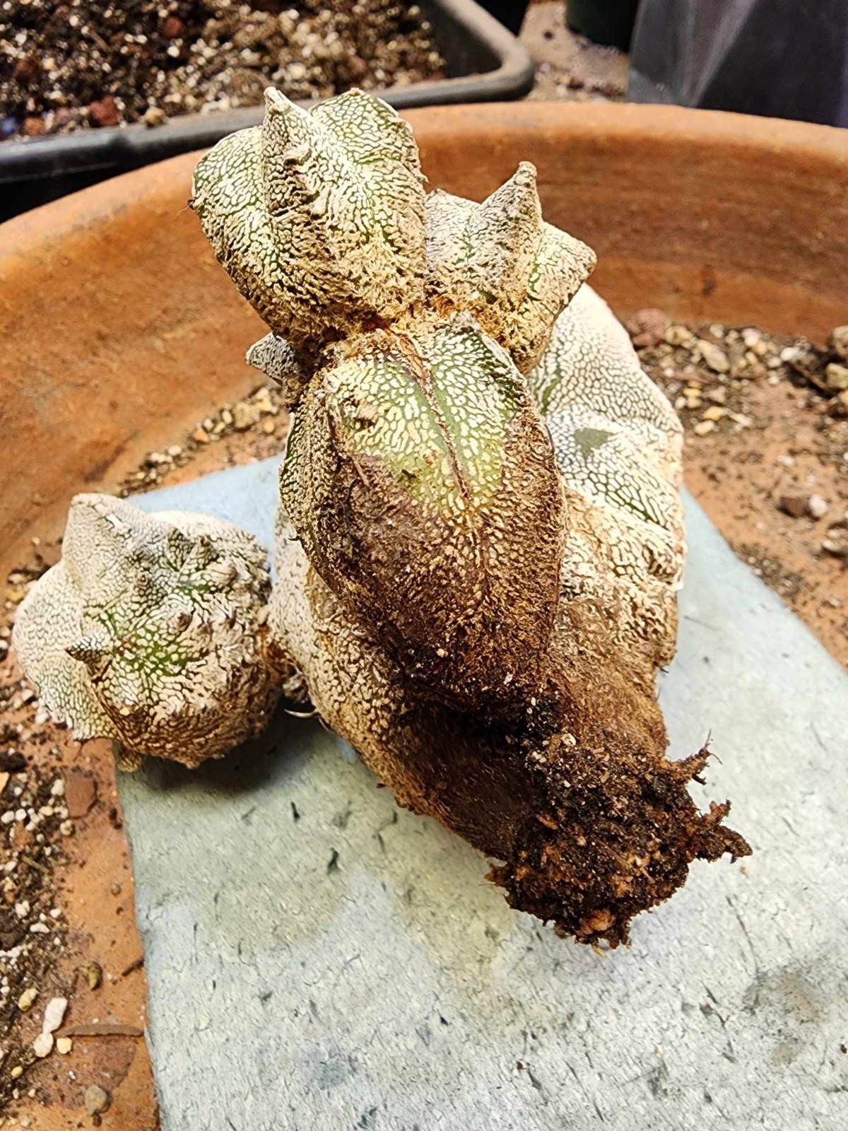 Astrophytum Myriostigma cv. Onzuka with pups! Rare Cactus – Japan – Exact