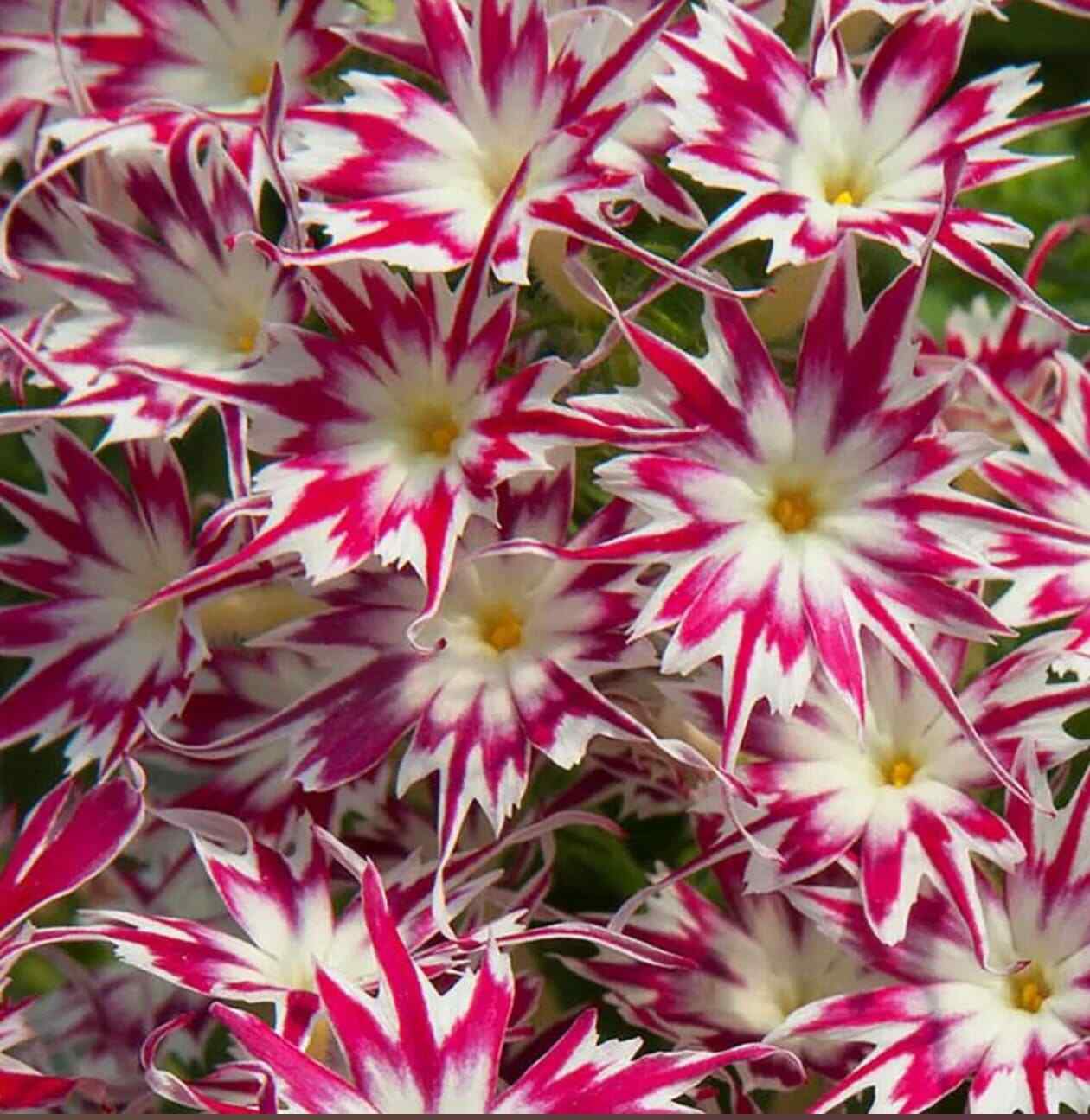 20 nodding catchfly flower butterfly magnet seeds for spring summer peppermint