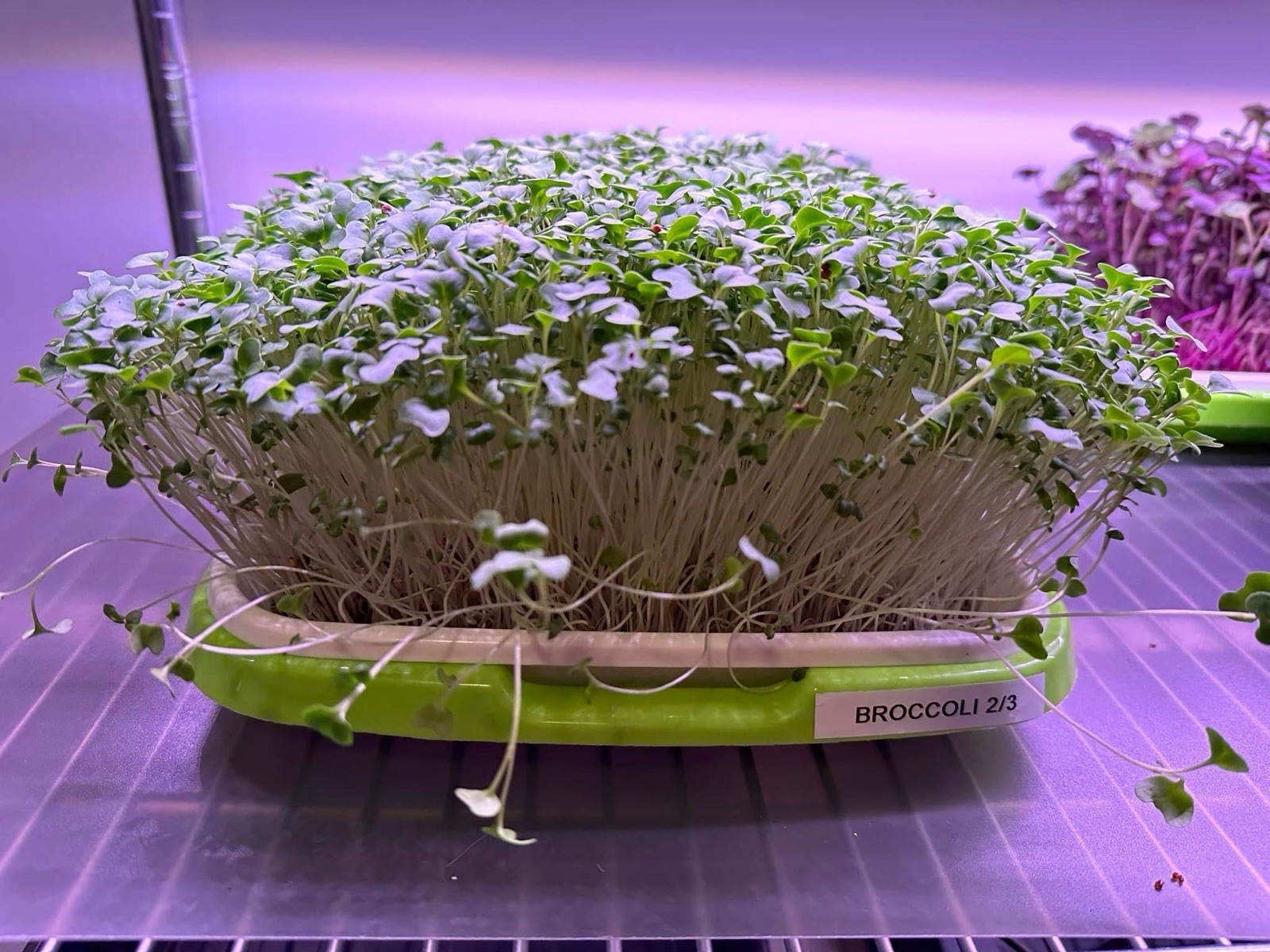 Organic non-GMO Waltham 29 Broccoli Seeds Sprouting Sprouts Microgreens 1 pound