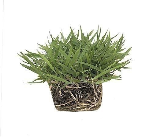 Zoysia Sod Plugs | Extra Large 3″ x 3″ Plugs | 18 Count Tray | Drought, Salt…