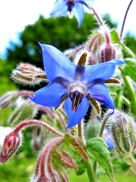 100 BORAGE SEEDS | FREE SHIPPING NON GMO HEIRLOOM 2026 EDIBLE BUTTERFLIES BEES