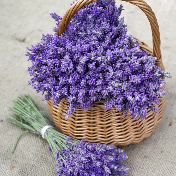 600+ TRUE LAVENDER SEEDS (Lavandula angustifolia) – PERENNIAL NON-GMO HERB USA