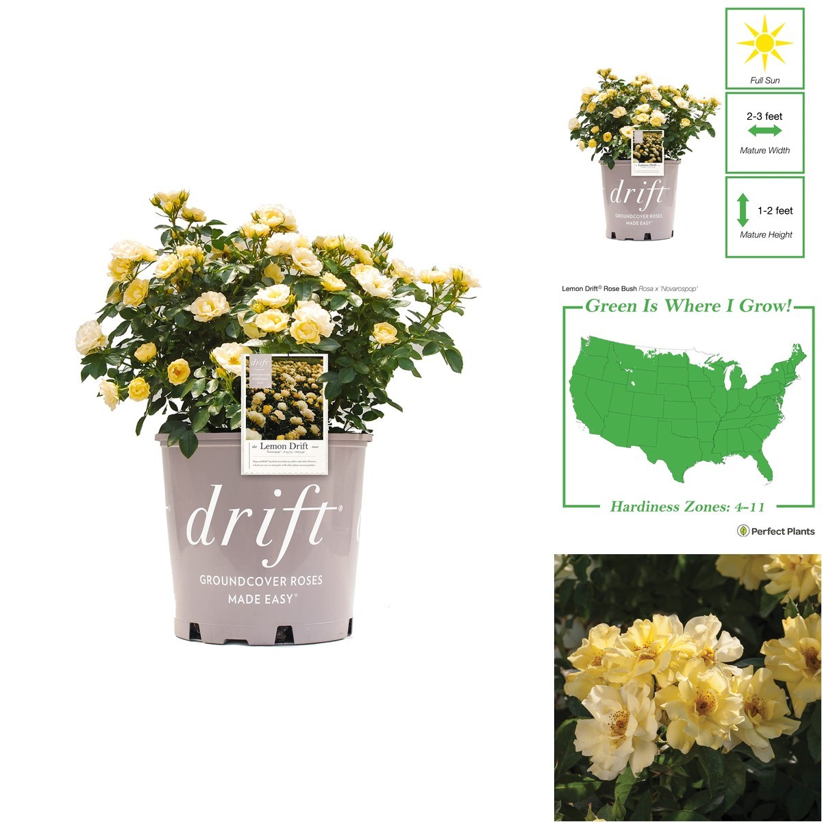 Perfect Plants Lemon Drift Rose Live Plant, 3 Gallon, Yellow Bush