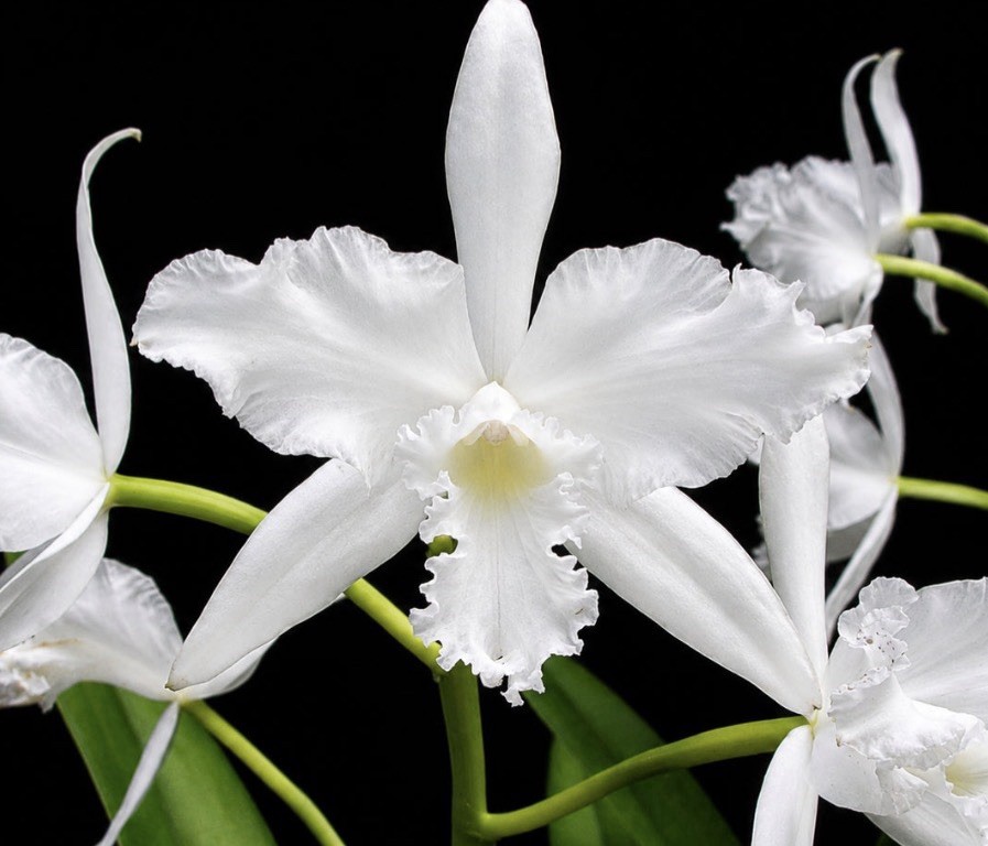 Cattleya lobata var. alba (x self) Orchid Species – 5″ Pot