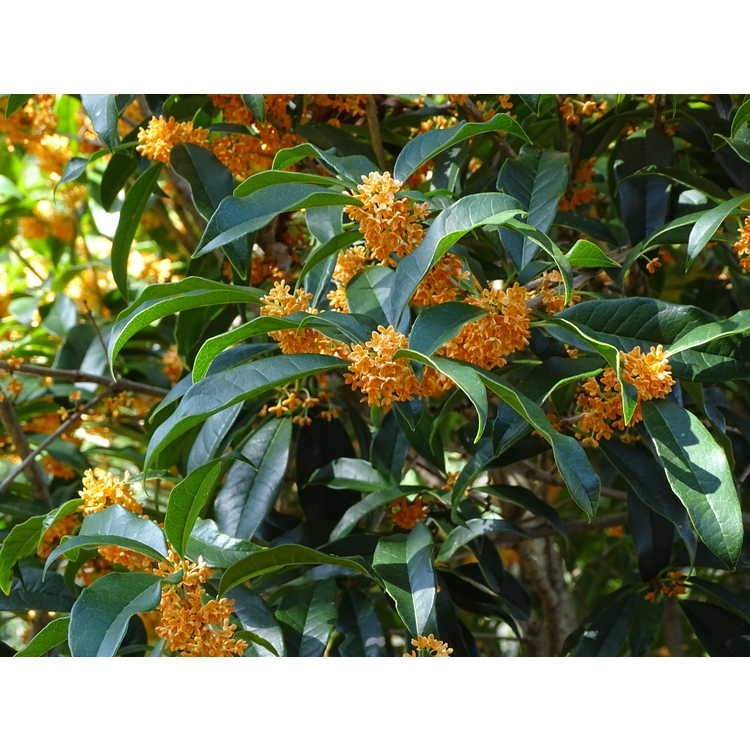 ( 1 ) – Apricot Echo Orange Tea Olive (osmanthus) – Starter Plant ( L4 )