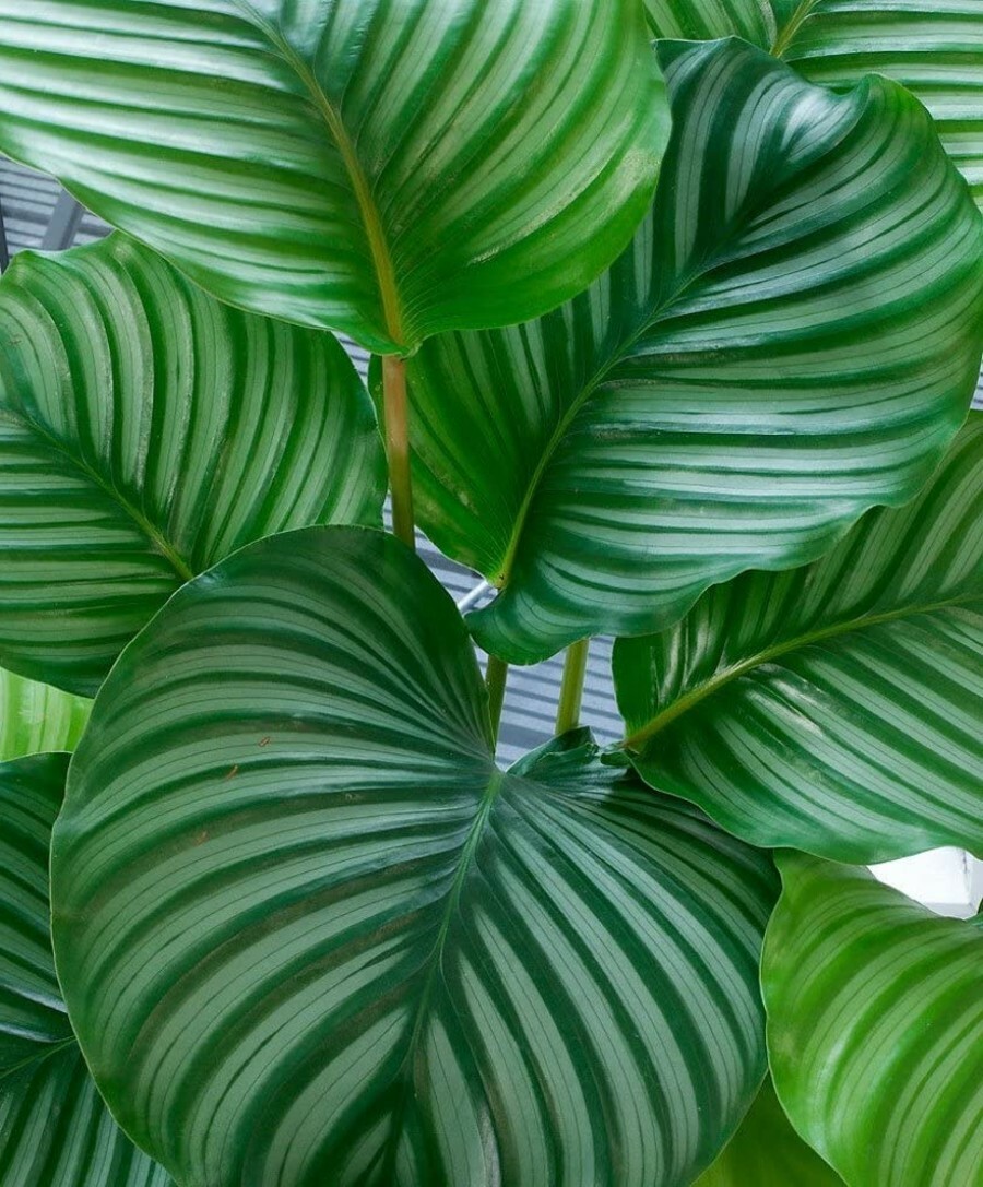 Calathea Orbifolia Peacock Orbit Plant Easy House Live Plant – 4″ Pot