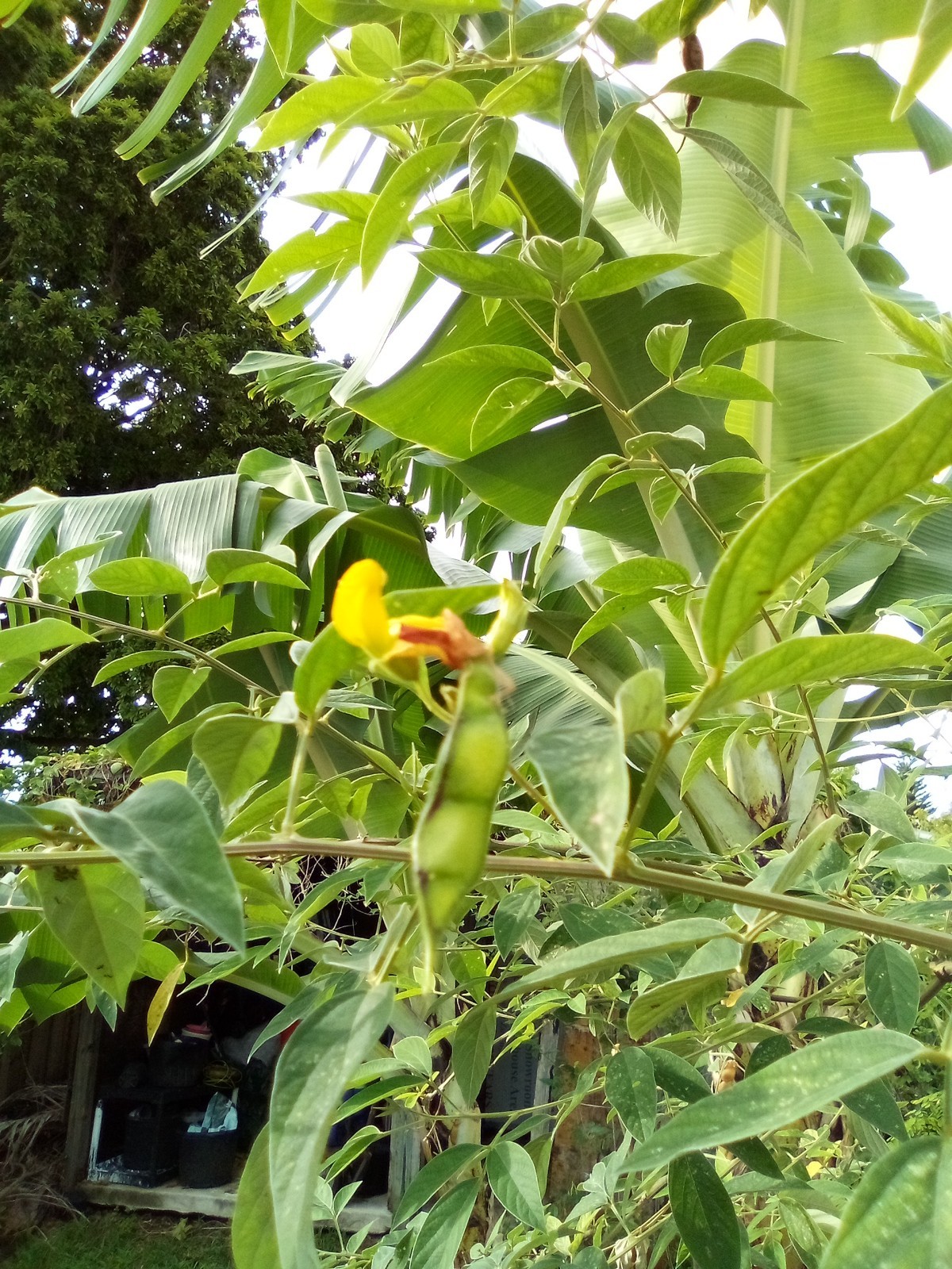 Organic Pigeon Peas Gandules 25 Seeds (Cajanus cajan) Heirloom Non GMO
