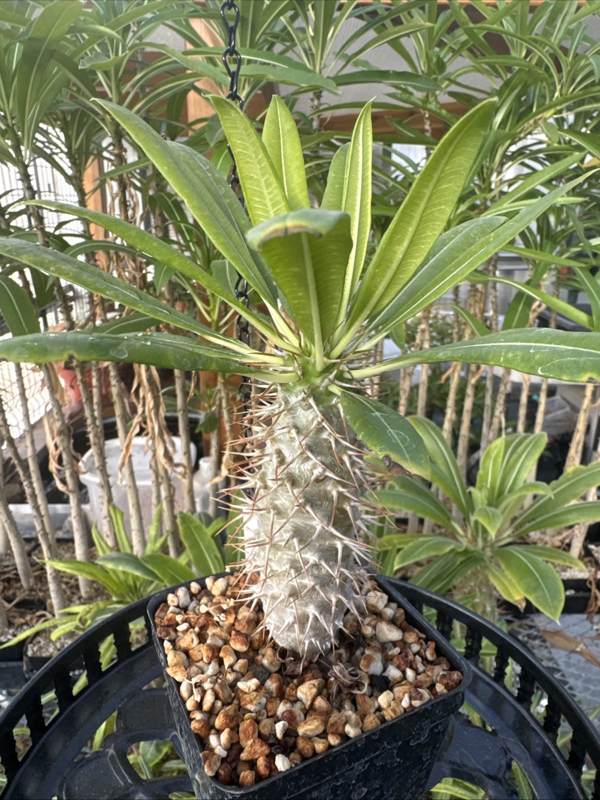 Pachypodium fiherense succulent seed grown live plant