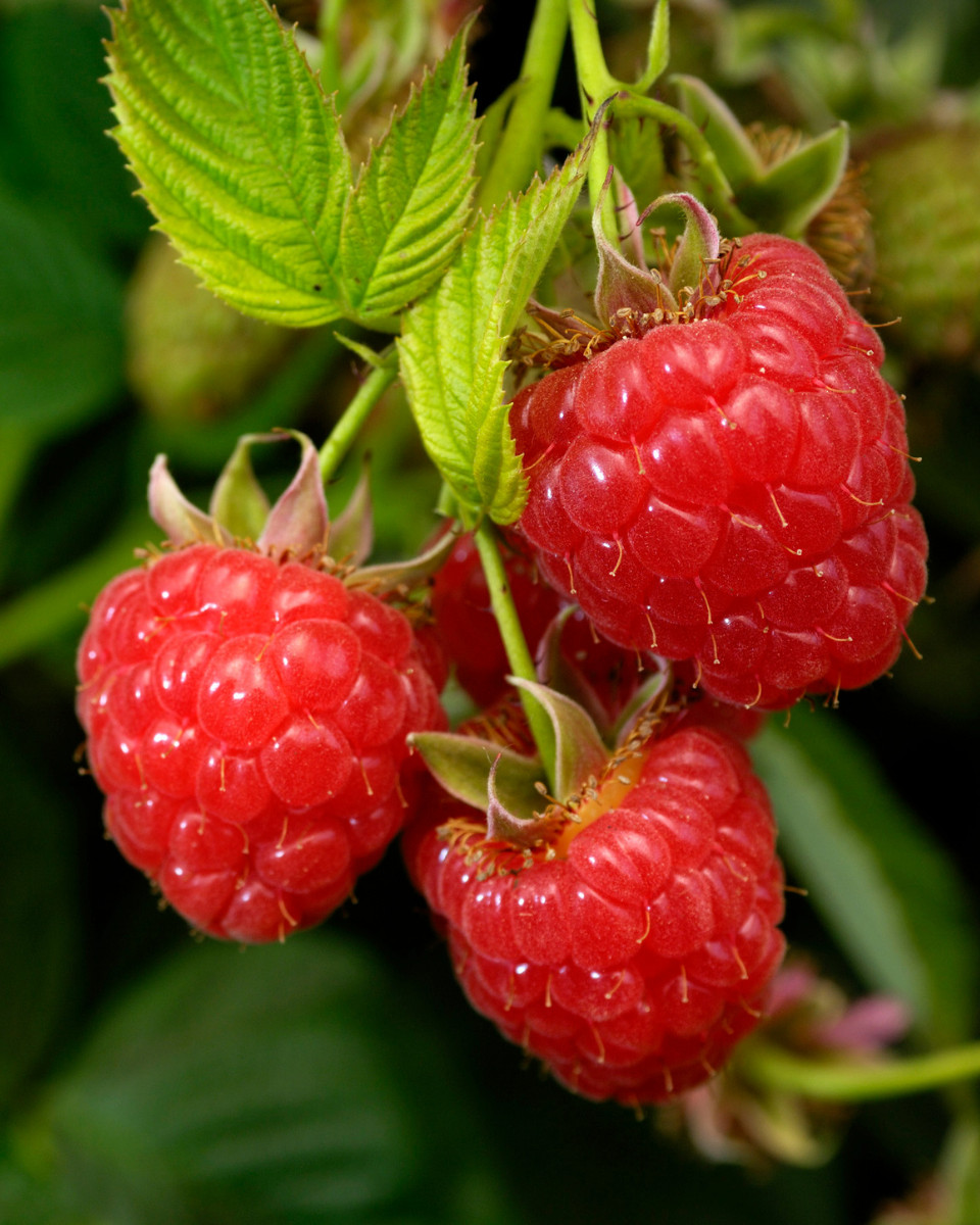 5 Caroline Raspberry Bush – Rubus idaeus – Starter Plug
