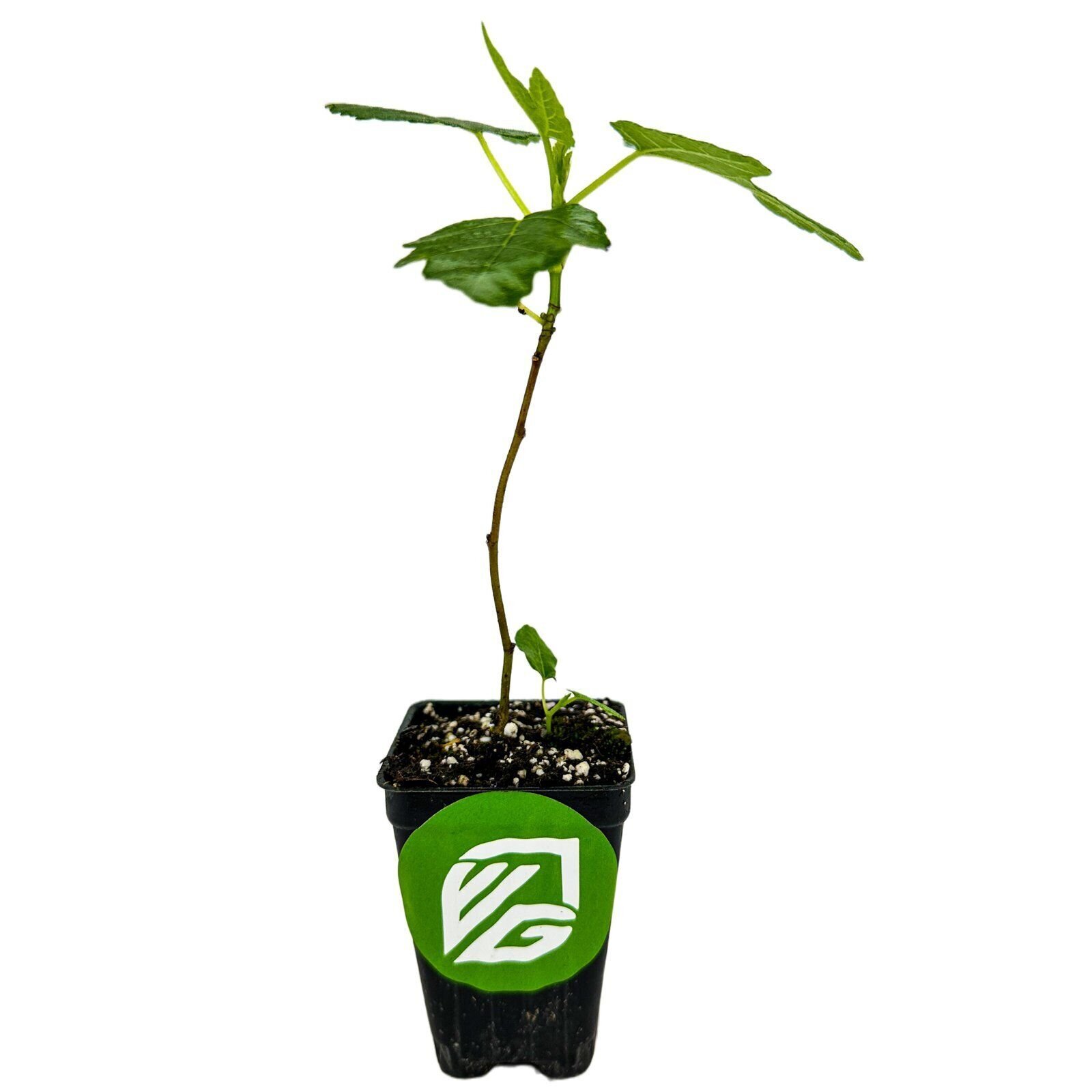 Olympian Fig – Ficus carica – Live Plant