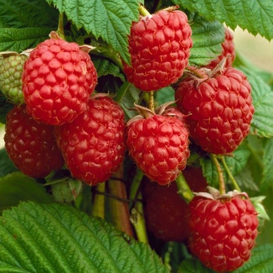 5 Canby Thornless Raspberry – Rubus idaeus – Starter Plug