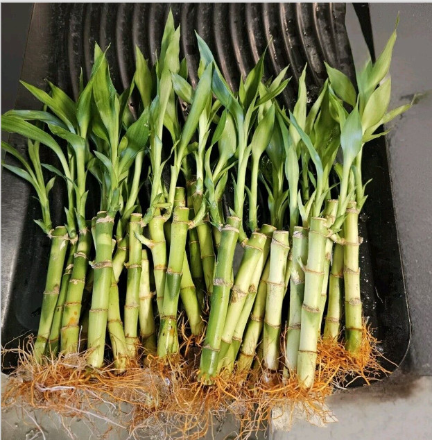 20 LUCKY Bamboo Plants 4″ Well Rooted Stalks, GIFT, LIVE PLANT, Wedding Favors