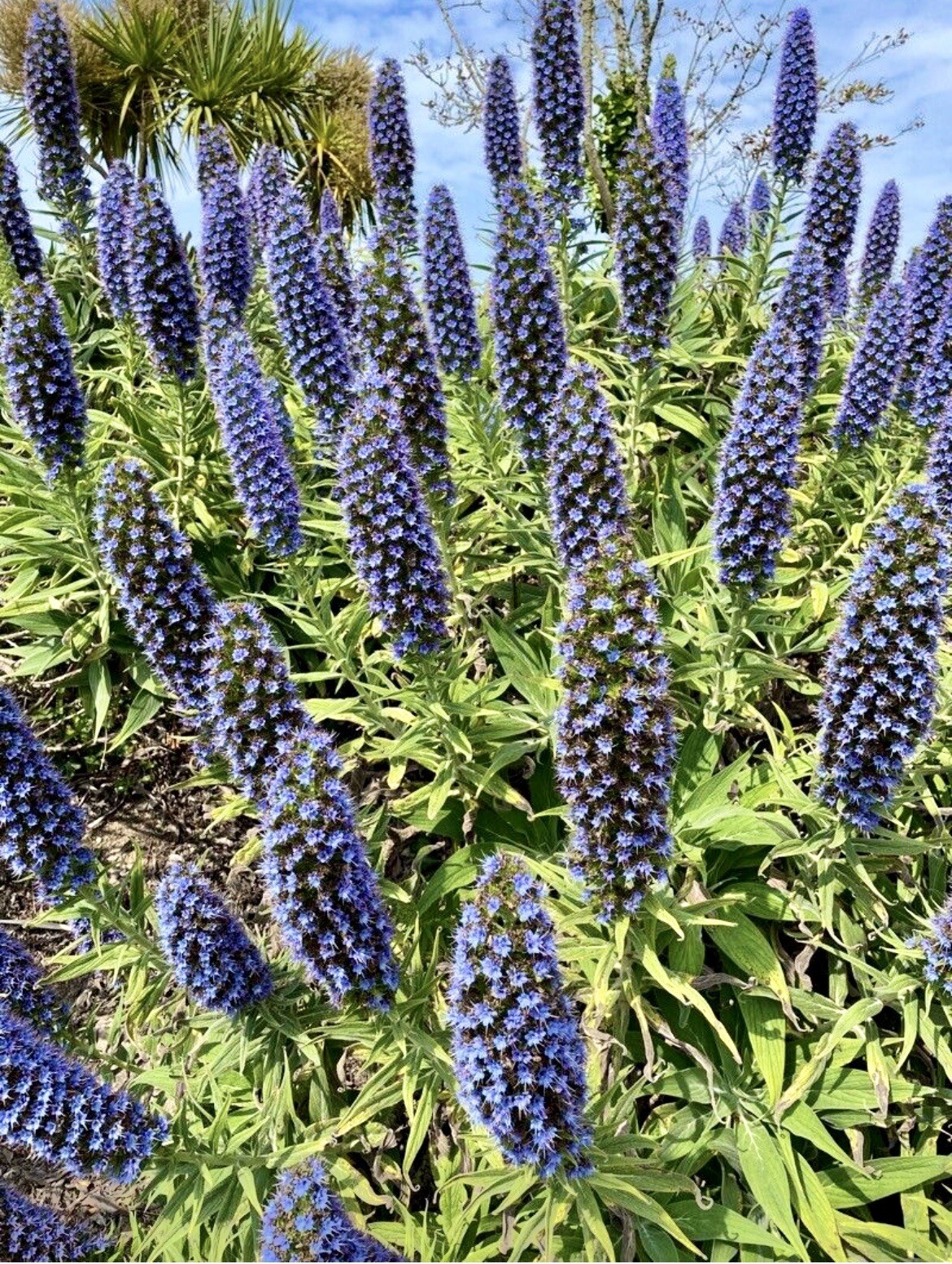 Pride of Madeira, Echium Candicans – 1 Seedling about 4 inches – USA