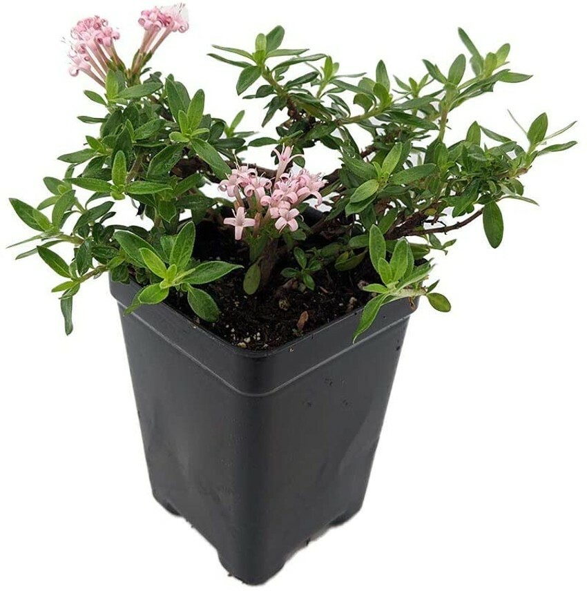 Calibrica Trumpet Miniature Putatoria Flower Pink Shades Out Live Plant 2.5″ Pot