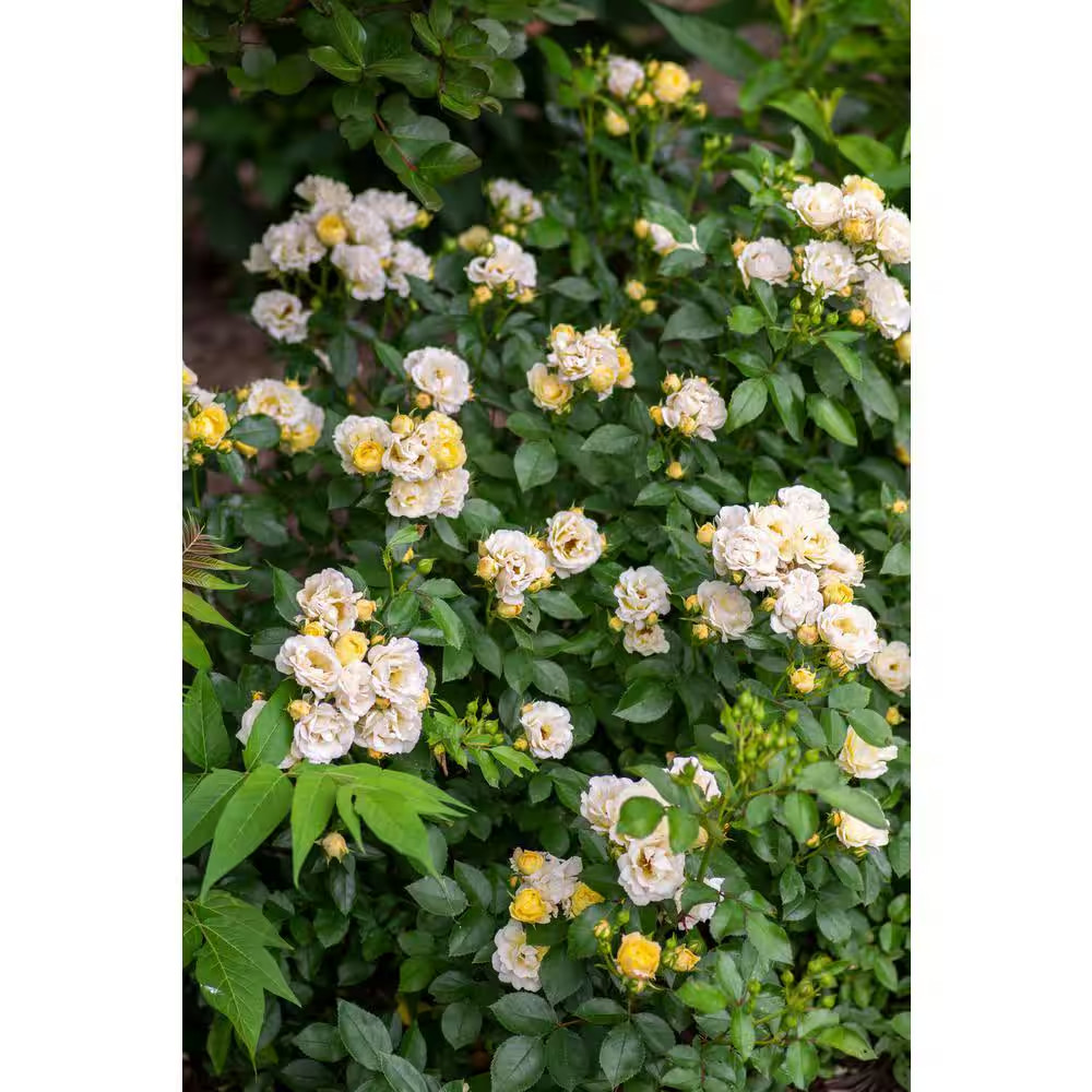 1 Gal. Popcorn Drift Rose Bush with Soft Yellow Flowers