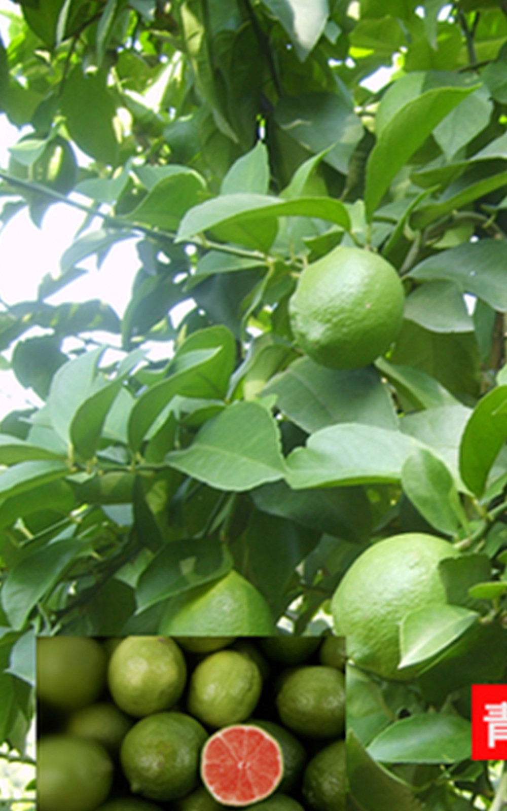 20 SEEDS for GREEN/RED CENTER LIME citrus bush garden plant tree USA Seller