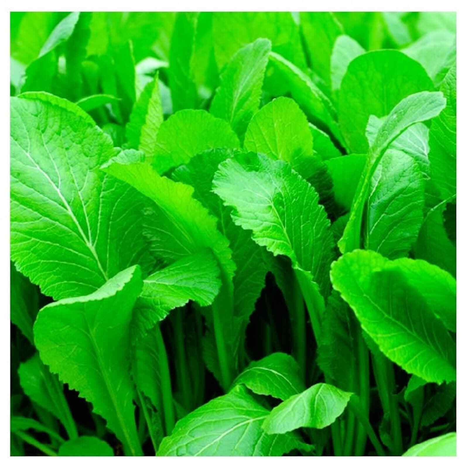 2000+ MUSTARD FLORIDA BROADLEAF AUTUMN SEEDS MICROGREENS HEIRLOOM GARDEN NON-GMO