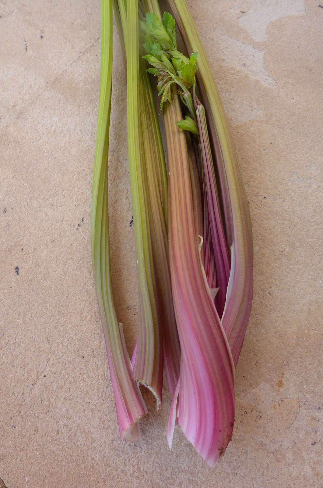 RARE✿ NEW! Heirloom Pink Plume Celery 30+ Seeds ●Dark Purple Stalks