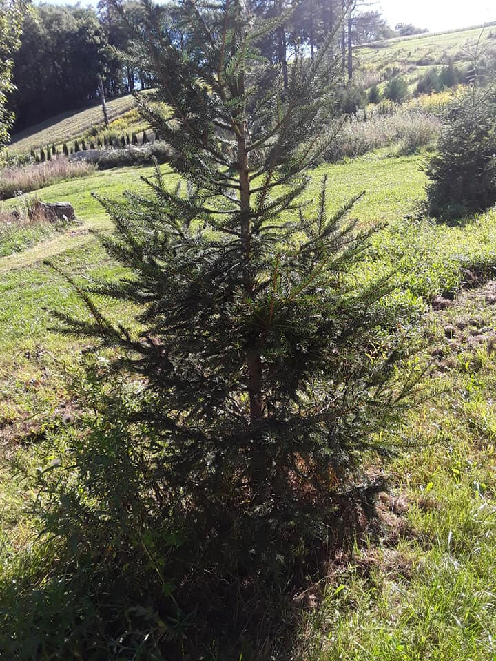 Fast Gorwing NORWAY SPRUCE 16″-24″ TALL Transplants Lot of ~3~ Ships Fall 2024
