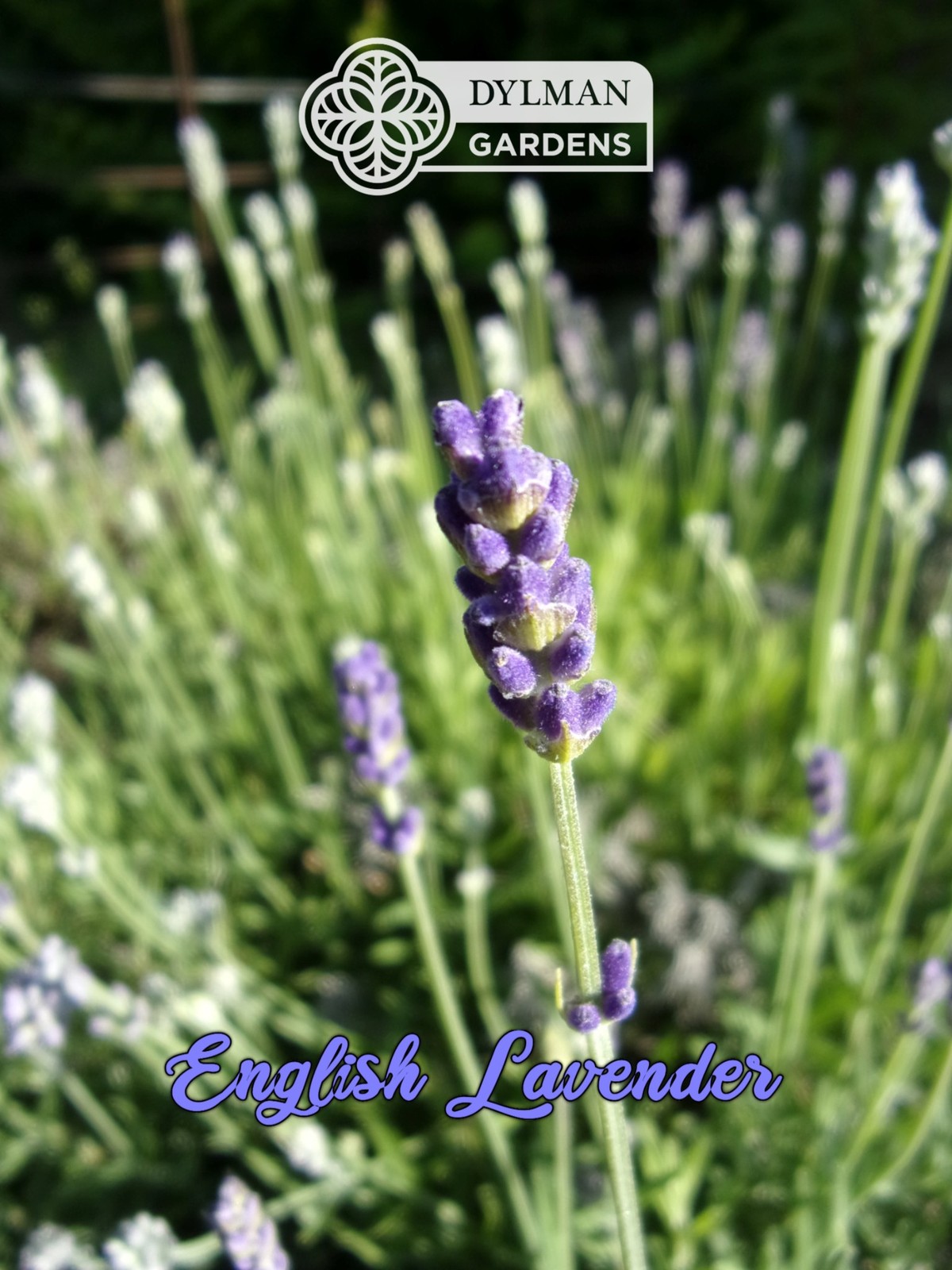 English Lavender Plant (Lavandula angustifolia) – Live Herb – Multiple Sizes
