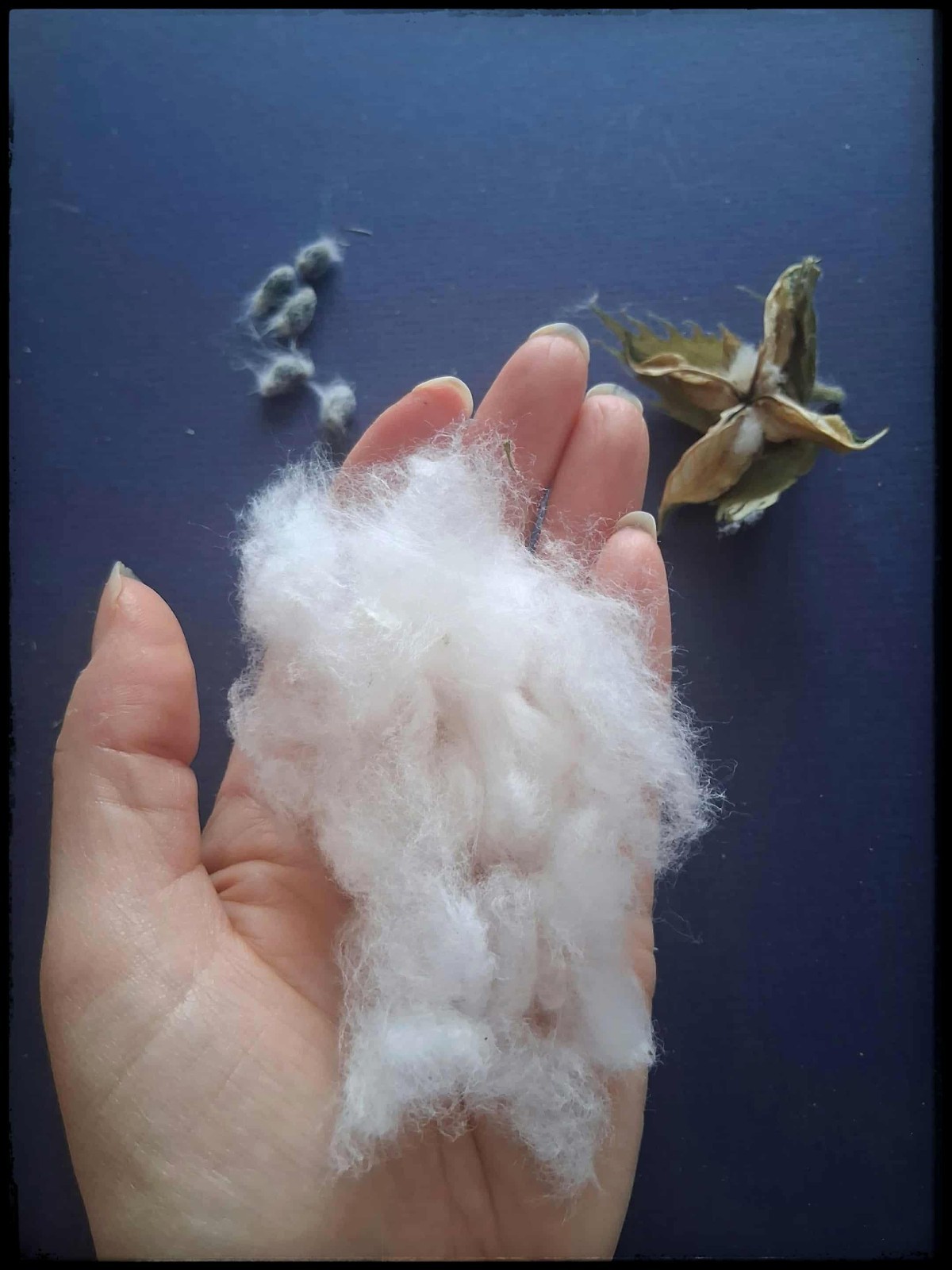 50+ Gossypium Cotton Seeds White Non-GMO Garden Crop USA Seller