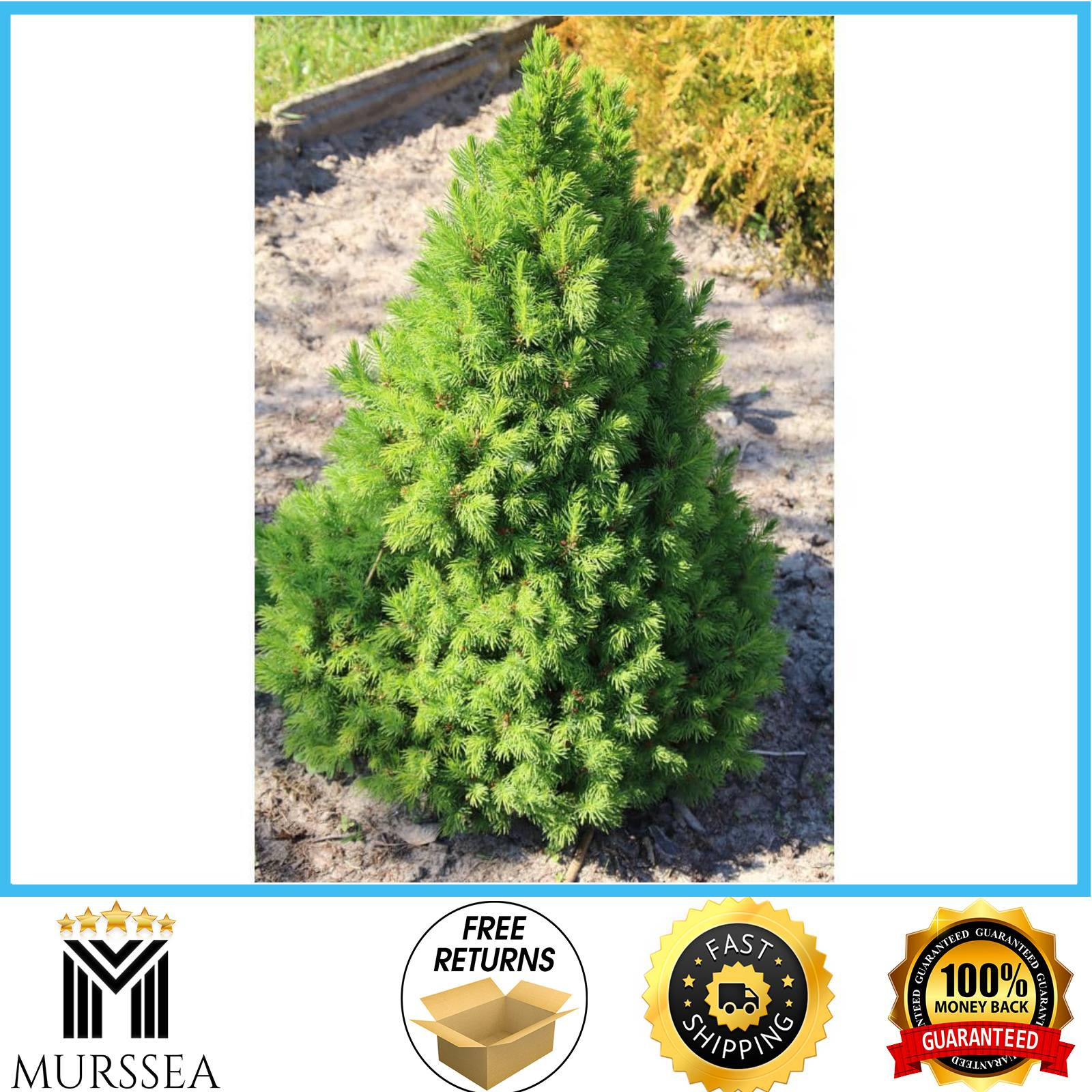 1 Gal. Dwarf Alberta Spruce Shrub Aromatic and Soft Evergreen Foliage NEW