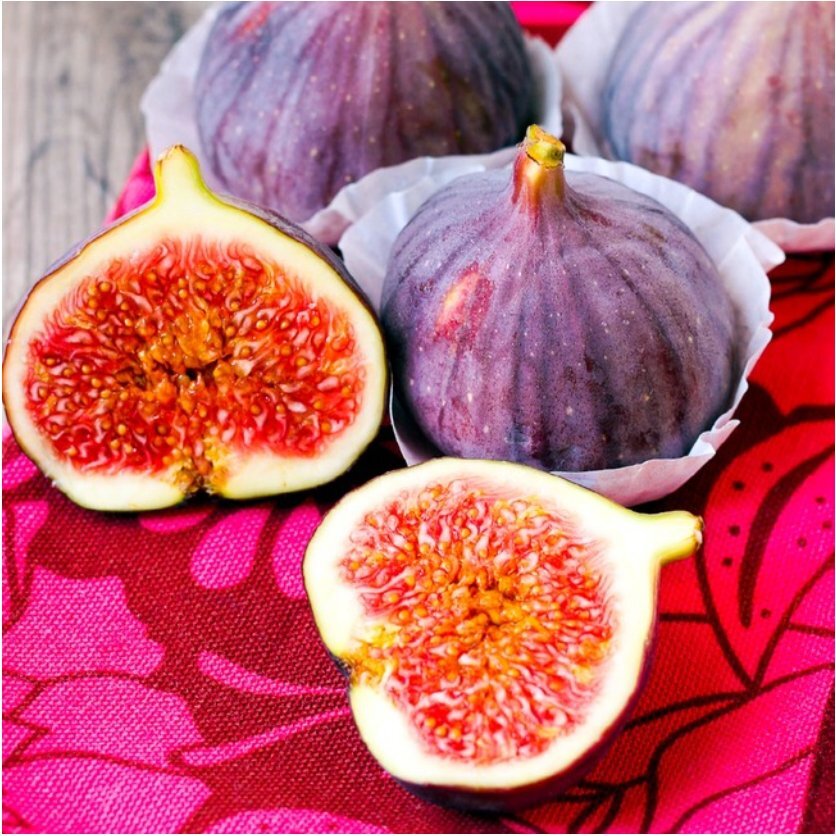 Violette de Bordeaux Fig – Ficus carica – Live Plant
