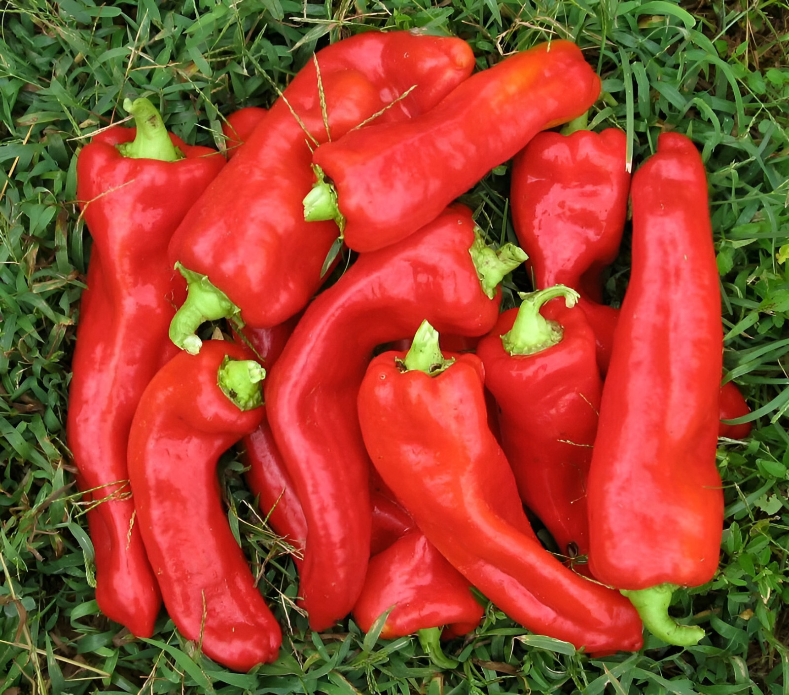 100ct Giant Red Marconi Sweet Pepper Seeds – Sweet Super Mild Heirloom Peppers