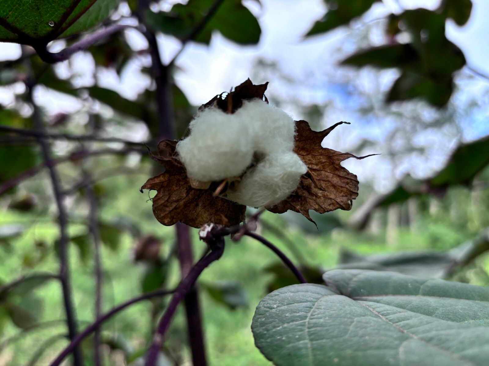 Puerto Rico Tree Cotton (Gossypium arboreum) Packs of 10 Seeds — Free Shipping