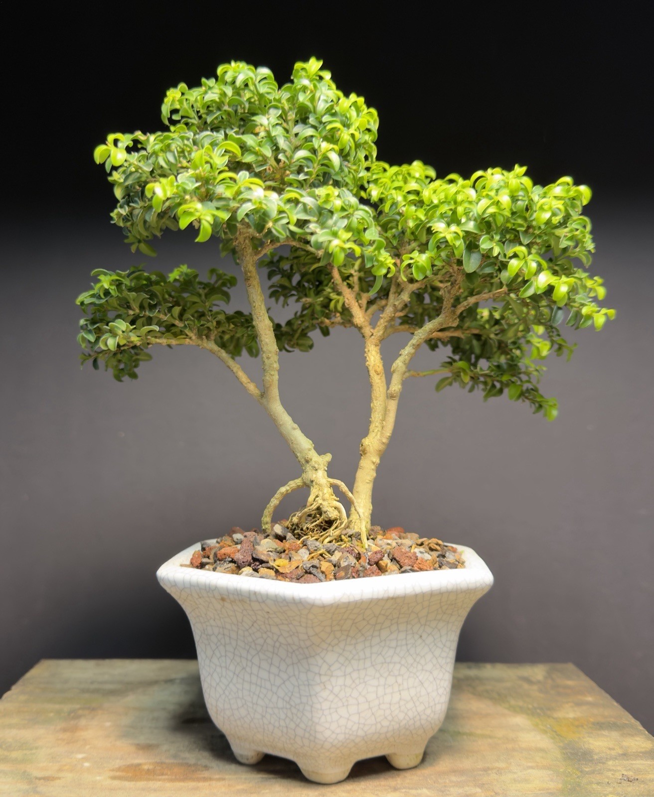 Bonsai Tree Kingsville Boxwood Shohin 12+ Years Old 9” Tall Crackle Glaze Pot