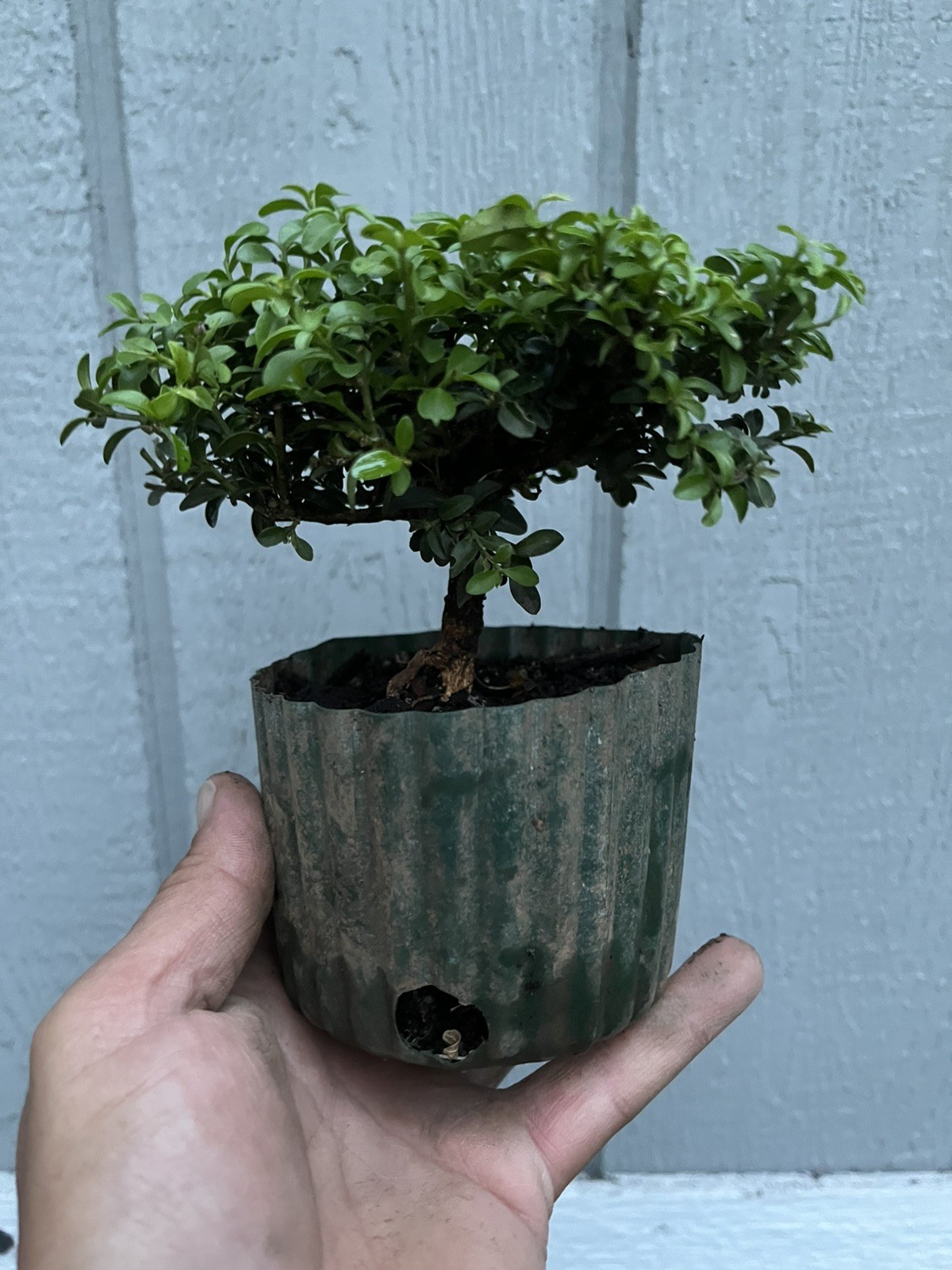 Kingsville boxwood Pre Bonsai Stock – Tree #7