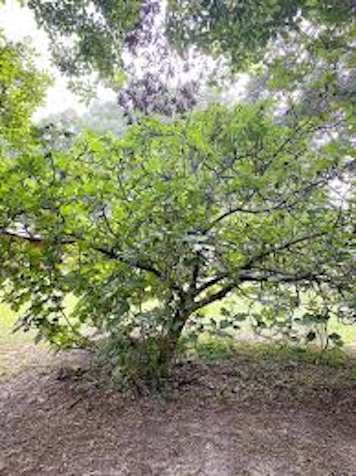 3 Olympian Fig Tree Starter Plug ( ficus carica ) Bare Root