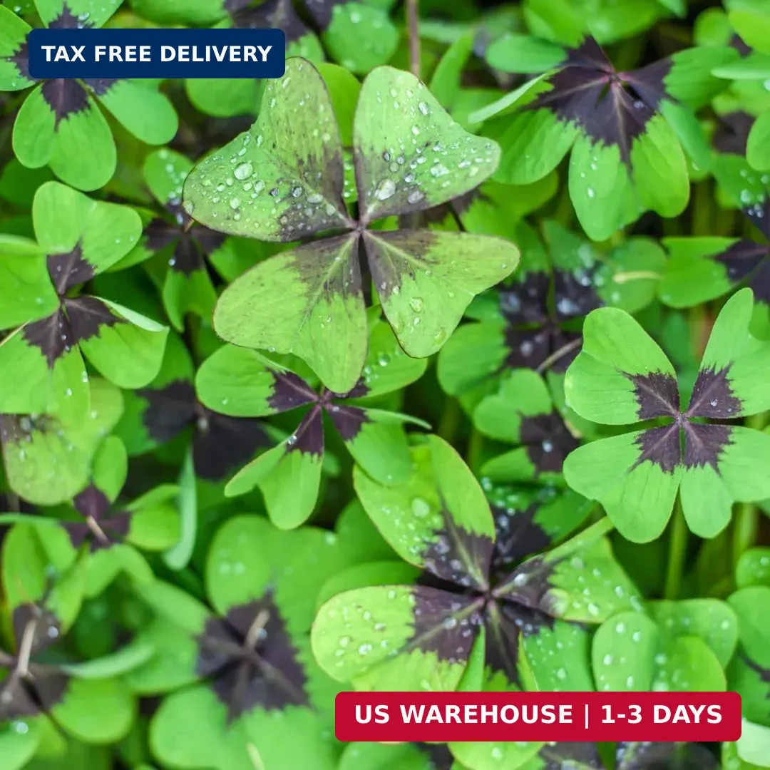 Iron Cross Shamrock Bulbs for Planting – Fast Growing Year Round Color Indoors o