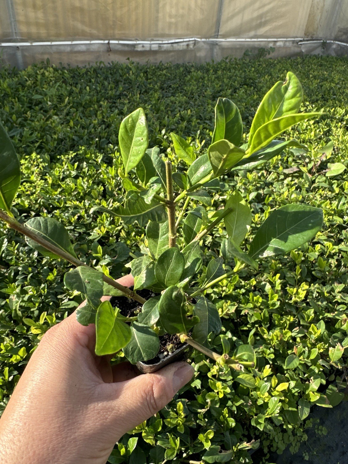 🌿 Pack of 3-Gardenia Veitchii 2″ Pots – 2 Years Old Plant 🌸