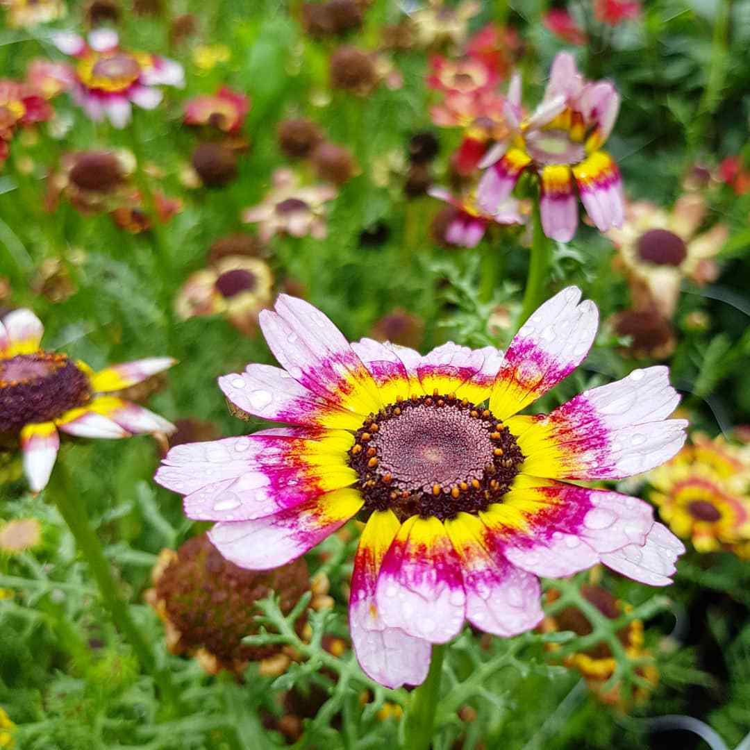 201+CHRYSANTHEMUM Painted Daisy Mix Seeds White Purple Red Yellow Patio/Garden