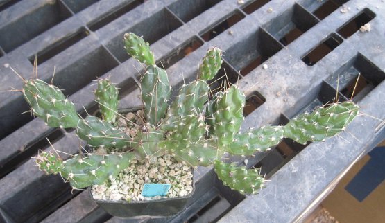 Grusonia bulbispina Rare Durango, Zacatecas Mat Forming Cactus 4 Cuttings
