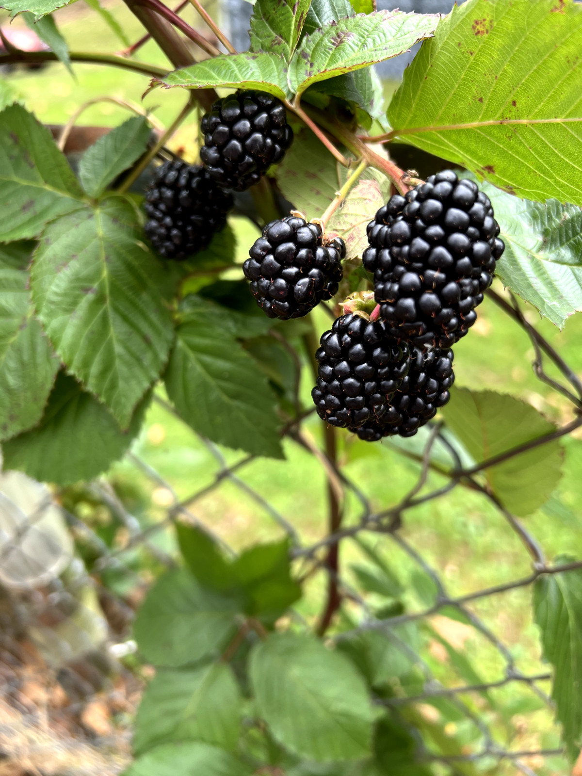 1 Big Daddy Thornless Blackberry Live Plants Outdoor Garden Make Large Berrys