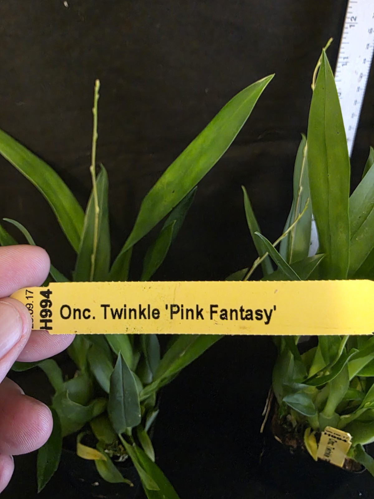 Oncidium Twinkle ‘Pink Fantasy’ Blooming Size In Spike Oncidium Fragrant