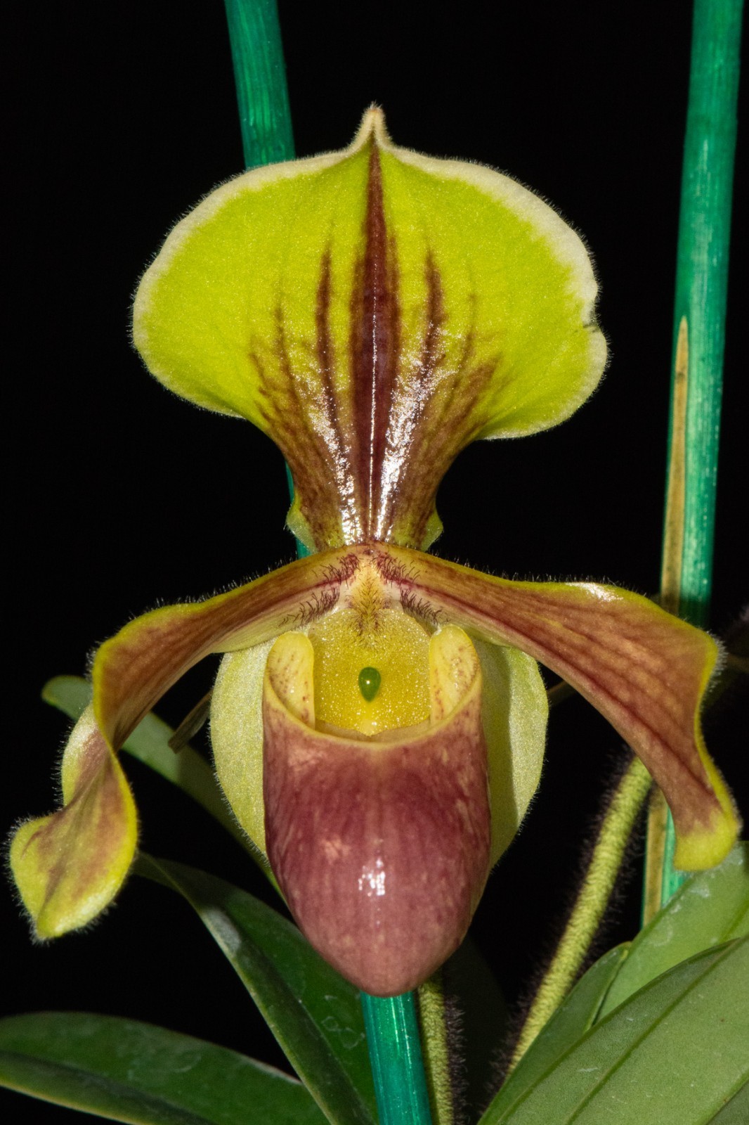 Paphiopedilum Hengduan’s Qin #5 (helenae x villosum), 2 spikes!