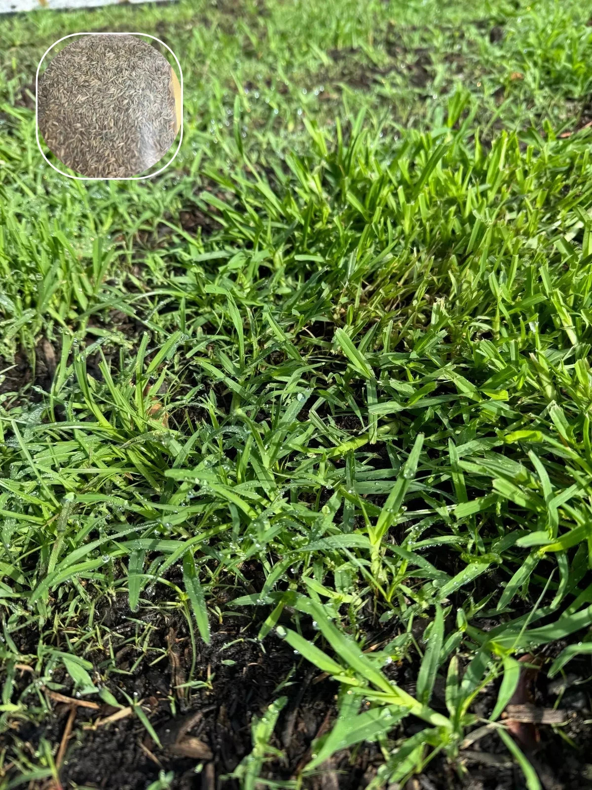 (2 Pack) Zenith Zoysia Grass Seed – More Than 10,000 Seeds! for Lush Lawn Growth
