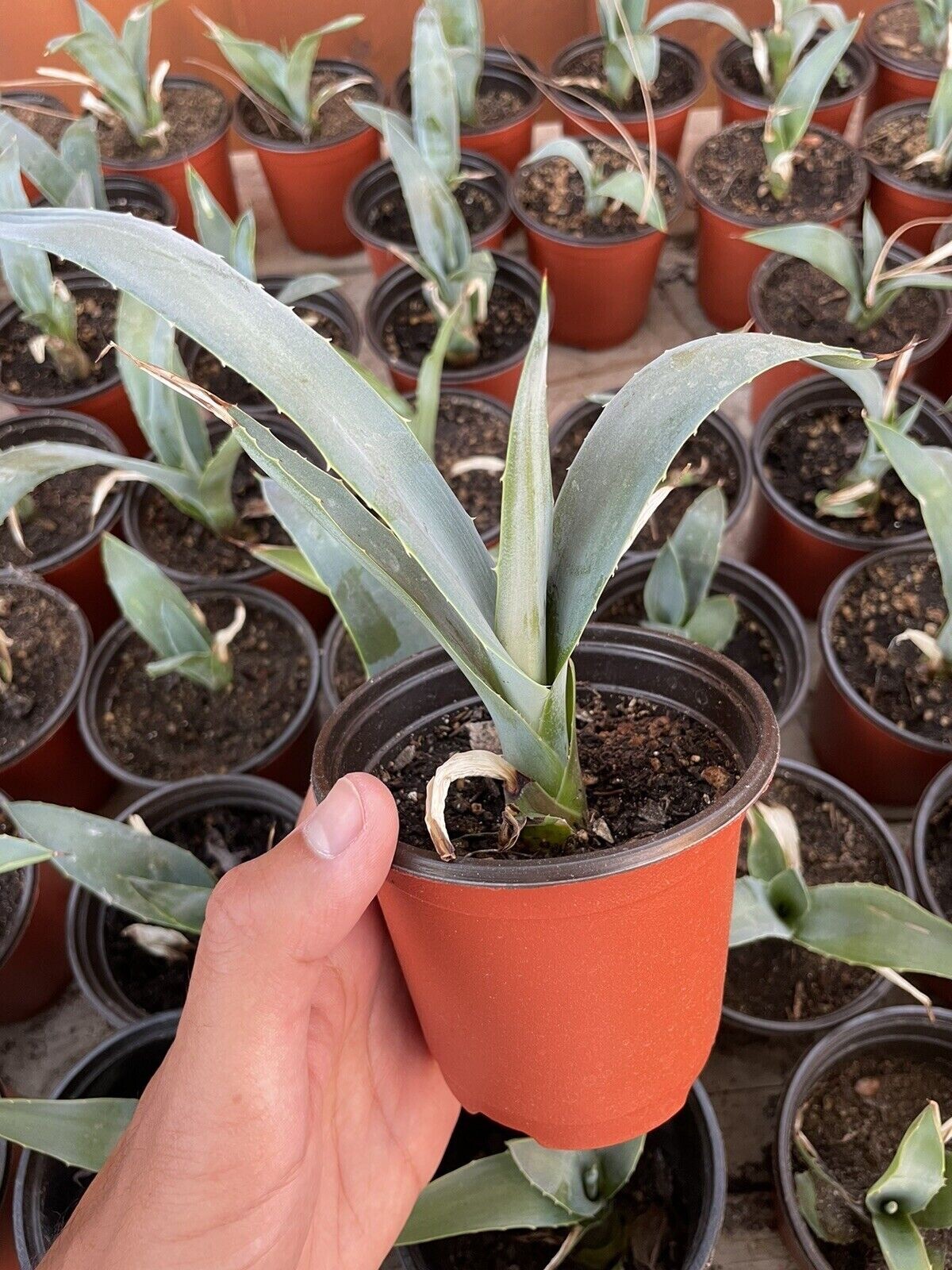 4″ Blue Agave Plant Planter (A. Tequilana) Indoor/Outdoor Succulent Home Decor