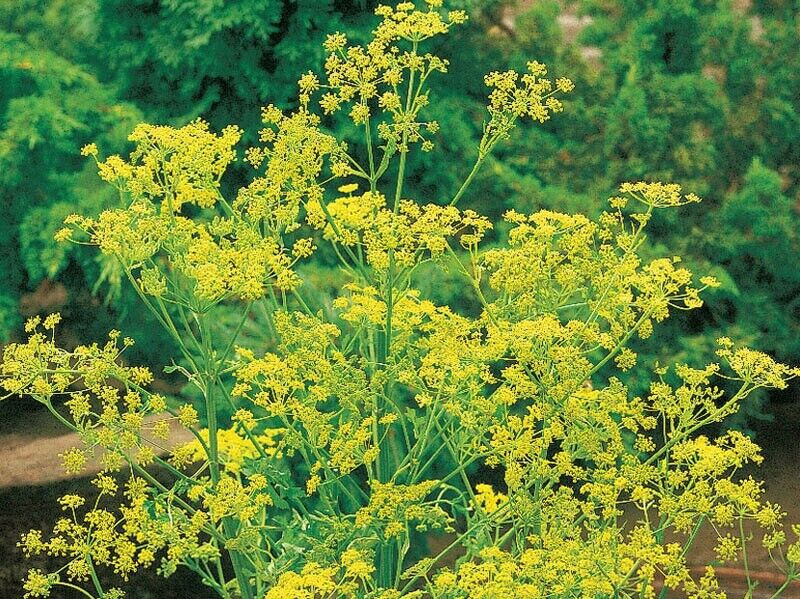 BOUQUET DILL 300 SEEDS NON-GMO FRESH FOR GARDENS