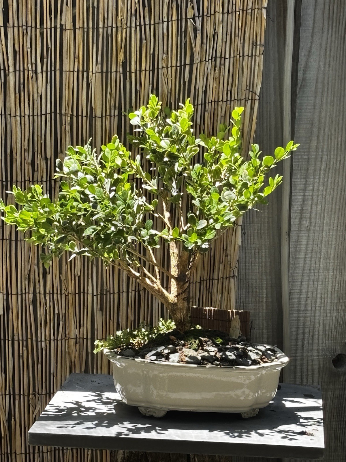 12 YEAR OLD JAPANESE BOXWOOD BONSAI TREE BY IN A 10” CERAMIC POT- FREE SHIPPING!