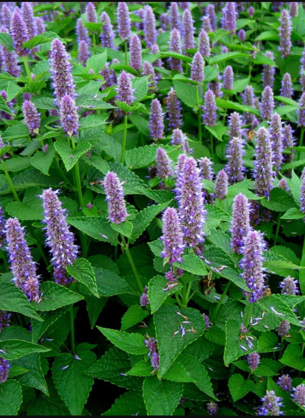 Anise Hyssop Seeds