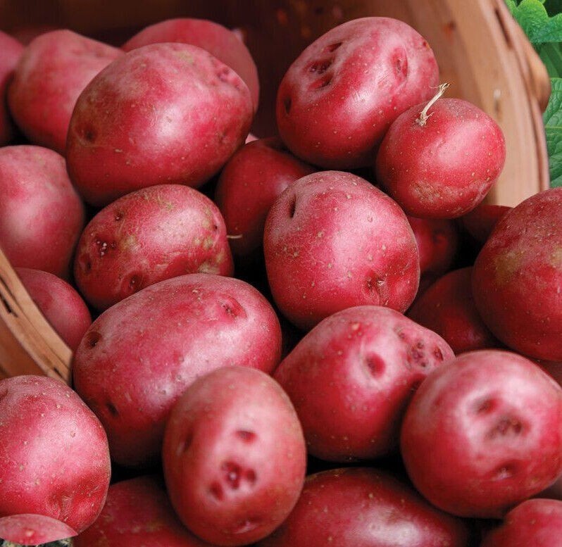 113G Red Pontiac Seed Potatoes | USDA Certified Planting 113gram Red Potato 2025