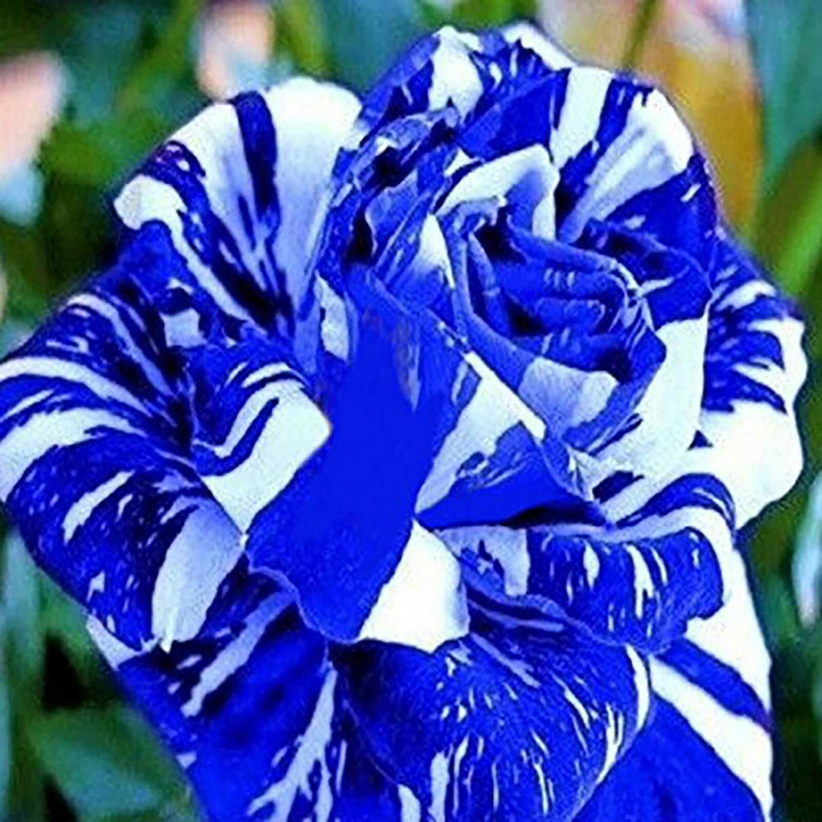 Meteor Shower Rose Bush 100 Seeds~Rare-Free Shipping-USA Seller