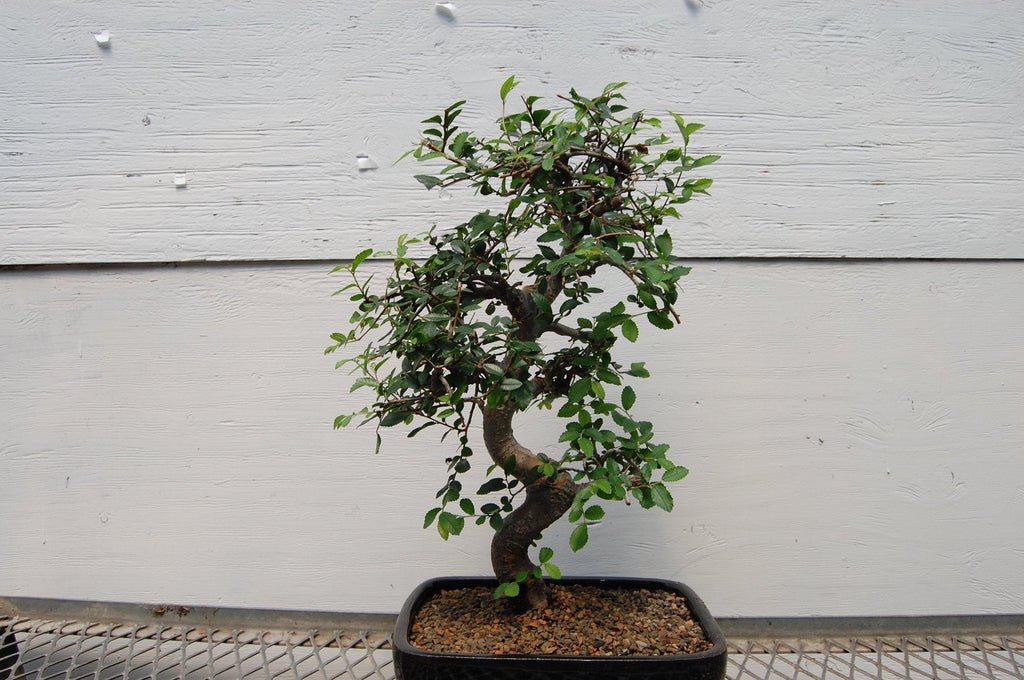 Chinese Elm Bonsai Tree – Curved Trunk Style (Small)